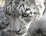 Так ли беззащитна Mac OS Snow Leopard?