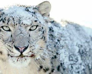 Подробности о грядущем первом апдейте Snow Leopard 10.6